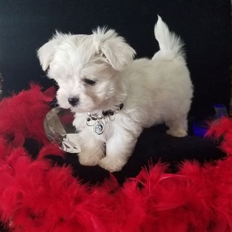 maltese dogs for sale in phoenix|craigslist phoenix maltipoo rescue.